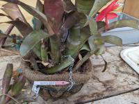 - 2008-07-10 Ebbink Neoregelia smitii klopt niet