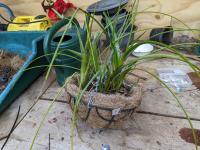 Neoregelia wilsoniana -