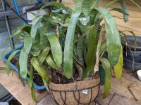Quesnelia arvensis - 2006-0041