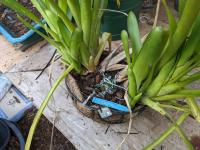 Aechmea kertesziae - 2012-04-06
B Westerman