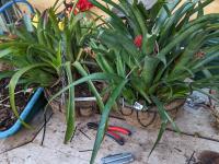 Aechmea kleinii - 2008.10.64 BCG