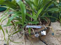 Billbergia x windii - 1904.02.16 Herk?
Hybrids, kruising B. Nutans met B. Decora