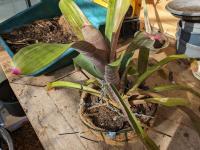 Neoregelia dactyloflammans ? -
