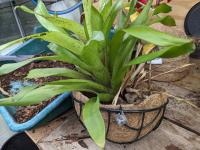 Nidularium rutilans -