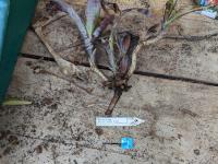 Bilbergia spec - Botanische tuin Utrecht 2022-04-03