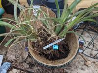 Bilbergia nutans x distachia - 2013.04.7