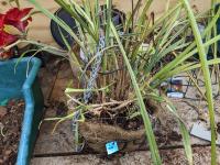 Araeococcus flagellifolius -