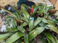 Aechmea melinonii -