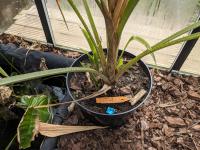 Pitcairnia funkiae -