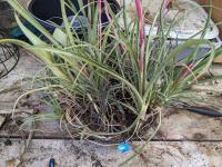 Billbergia spec? -