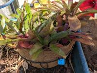 Neoregelia fireball -
