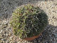Deuterocohnia abstrusa -