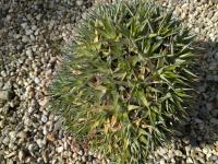 Deuterocohnia lotteae -