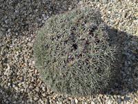 Deuterocohnia spec -
