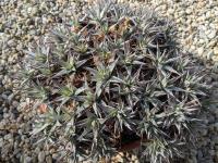 Deuterocohnia spec -