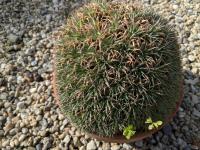 Deuterocohnia brevifolia -