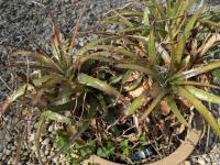 Hectia spec -