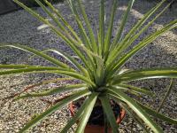 Puya alpestris -