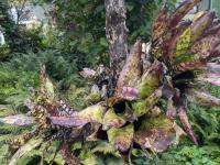 Aechmea orlandiana -