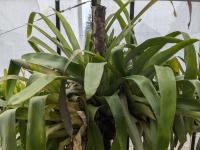 Guzmania plumieri -