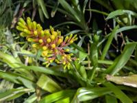 Aechmea caudata - 2000-04-14 Ebbink