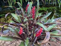 Aechmea victoriana - Deze bromelia is endemisch in de staat Espírito Santo en in het bioom van het Atlantische Woud (Mata Atlantica Brasileira), gelegen in het zuidoosten van Brazilië