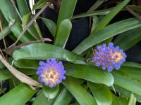 Aechmea cylindrata -