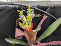 Bilbergia spec -