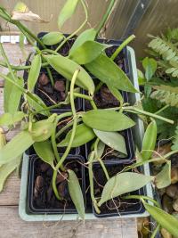 Vanilla planifolia - (amerika) Mexico, Central America, Colombia, and Brazil.