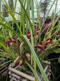 Maxillaria tenuifolia - (amerika) Mexico to Costa Rica 1500m