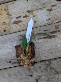 Maxillaria grandimentum - (amerika) Colombia, Ecuador en Peru op
een hoogte van 800 tot 2400
meter
rip