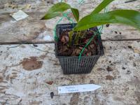 Maxillaria shepheardii - (amerika) Panama, Colombia en Ecuador in mangrovemoerassen en oerbossen als een miniatuur, warm tot warm groeiende epifyt op een hoogte van 100 tot 1000 meter RIP (te warm voor kas)