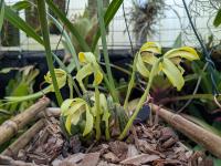 Maxillaria porphyrostele - (amerika) Gevonden in Brazilië als een grote, warm tot koel groeiende epifyt
