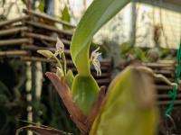 Maxillaria densa - (amerika) Mexico, Belize, El Salvador, Guatemala, Honduras, Nicaragua , Colombia to 2500m